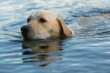 Açık mavi sularda yüzen bir Labrador av köpeği. Köpeğin başı ve boynu suyun yüzeyinde görünür, kulakları hafif ıslak ve gözleri ileriye bakıyor. Su, köpeğin görüntüsünü yansıtıyor ve simetrik bir etki yaratıyor..