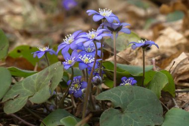 Hepatica nobilis çiçekleri çiçek açarak narin mor yapraklarını ve beyaz erkekliklerini gösteriyor. Çiçekler kuru yapraklar ve dallar arasında birlikte büyür. Bu da ilkbahar aylarının erken olduğunu gösterir..