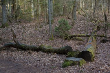 Kuru yapraklarla kaplı orman zemininin manzarası, sahnenin karşısında düşmüş büyük bir ağaç gövdesi var. Ağaç, kabuğunu ve yosunlu bölgelerini ortaya çıkaran çeşitli bölümlere ayrılmıştır.. 