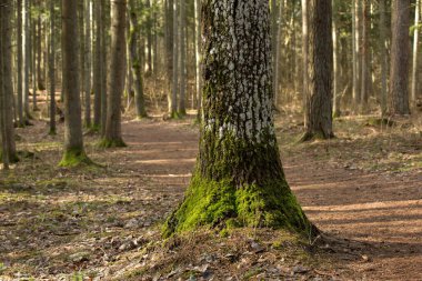 Üste canlı yeşil yosunlarla kaplı büyük bir ağaç gövdesi yoğun bir ormanda göze çarpıyor. Ağacın kabuğu canlı yeşil yosunlarla çelişen dokulu ve hafiftir.. 