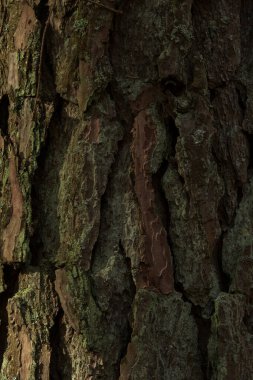 Karmaşık bir çam ağacı kabuğu dokusu. Kabuk, koyu kahverengi ve kırmızımsı tonların karışımıdır. Derin çatlaklar ve çıkıntılar pürüzsüz, doğal bir desen oluşturur..