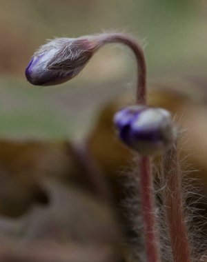 Makro çekim iki narin çiçek tomurcuğunu ince, hafif tüylü gövdelerde gösteriyor. Tomurcuklar çoğunlukla beyaz ya da açık tonlu parlak mor renktedir. Sapları kırmızımsı kahverengi ve ince kıllarla kaplı.. 