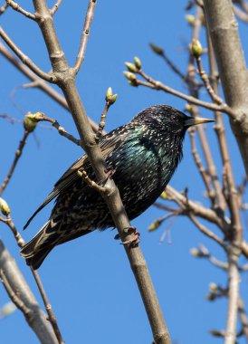 Ağaç dalında oturan bir sığırcık. Kuşun, güneşte parlayan metalik bir parıltısı olan koyu renkli tüyleri vardır. Tüylerin üzerinde beyaz lekeler görülebilir. Kuş sağa bakıyor.. 