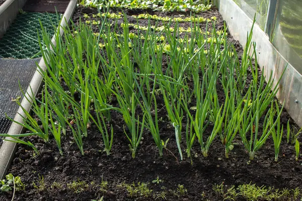 Sebze bahçesi yatağından çeşitli türlerden birkaç sıra genç bitkinin manzarası. Uzun yeşil filizler, soğan ya da sarımsağa benzer, yoğun bir şekilde ön tarafa ekilir..