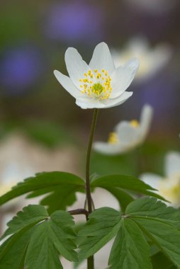 Merkezinde sarı erkek kepekli ahşap şakayık çiçekleri diğer bahar çiçekleri ve yapraklarının bulanık arka planında oyulmuş yeşil yapraklar arasında ince yeşil bir gövde üzerinde yer alır..