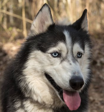 Sibirya Huskysi 'sinin kafasının yakın çekimi. Köpeğin kalın siyah beyaz kürkü, dikleşmiş kulakları ve uyanıklık ve sakinliği ifade eden parlak mavi gözleri vardır. Ağızlığın bir kısmı siyah bir burun ve hafif dışarı çıkmış pembe bir dille görülebilir.