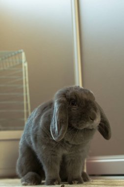 Açık renkli bir yüzeyde oturan küçük, gri, sarkık kulaklı bir tavşanın yakın çekimi. Tavşanın yumuşak, tüylü, uzun sarkık kulakları, siyah boncuk gözleri ve küçük bir burnu vardır. Hafifçe sağa bakıyor.. 