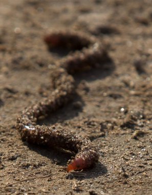 Kum taneleriyle kısmen kaplanmış, kumlu bir yüzeye uzanmış sinsi bir solucanın yakın çekimi. Solucanın segmentli vücut yapısı ve kırmızı ön ucu görülebilir.. 