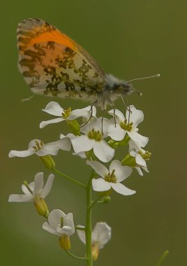 Spadefoot 'un (Alliaria petiolata) beyaz, dört yapraklı çiçekleri üzerine tünemiş bir Karabatak Güvesi' nin (Anthocharis kakuminleri) yakın çekimi.). 