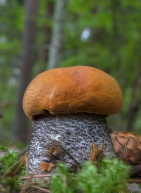 Zengin turuncu başlıklı tek bir büyük kızıl (Leccinum aurantiacum) ve orman zemininde yosun ve çam iğneleri arasında karakteristik bir gri-beyaz pullu kök yetişir. Arkaplan bulanık, ağaç gövdeleri görünür.