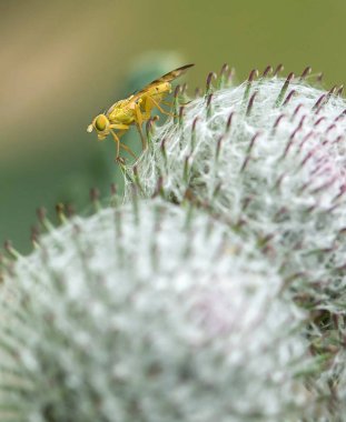 Tüylü bir devedikeni başı üzerinde oturan küçük sarı bir sineğin yakın çekimi. Sineğin ince bir vücudu vardır, şeffaf kanatları, koyu damarları ve geniş bileşik gözleri vardır. Devedikeni başı beyaz kıllarla kaplı..