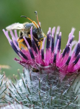 Parlak renkli bir devedikeni çiçeğinden nektar toplayan bir arı. Arının göğsünde ve karnında kızıl tüylerin yanı sıra şeffaf kanatları ve uzun antenleri olan tüylü siyah bir vücudu vardır.. 