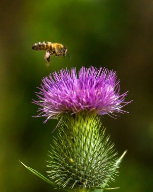 Büyük bir devedikeni çiçeğine doğru uçan bir arı. Arının çizgili kahverengi-sarı bir gövdesi vardır, şeffaf kanatları vardır ve arka bacaklarında polen kümeleri görülebilir..