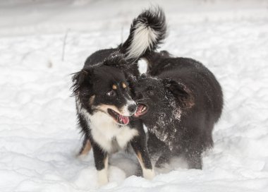 İki enerjik köpek karlı bir yüzeyde neşeyle etkileşime girer. Her iki köpek de siyah ve beyaz. Her iki köpek de az miktarda karla kaplıdır, bu da aktif olduklarını gösterir.. 