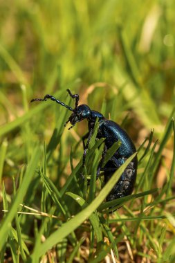 Parlak yeşil çimenler arasında dolaşan mor renkli parlak siyah bir böceğin yakın çekimi. Böceğin uzun bir gövdesi vardır. Bacakları ve kalınlığı ile uzun antenleri açıkça görülebilir.. 