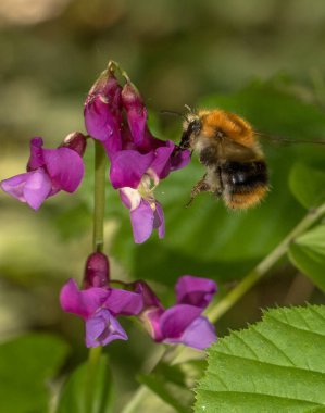 Karnında siyah bir şerit olan, Bahar Bezelyesi 'nin mor-pembe çiçek kümesine doğru uçan bronz bir yaban arısının yakın çekimi. Bitkinin yeşil yaprakları arka planda görünür. Yabanarısı uçuyor, kanatları biraz bulanık.
