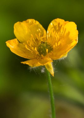 Parlak sarı bir çiçeğin (Ranunculus acris) beş parlak taç yaprağı ve ortasında bir sürü erkek organı olan yakın plan fotoğrafı. Çiçek seyrek kıllarla kaplı ince yeşil bir sapın üzerinde yer almaktadır. Arkaplan bulanık ve yeşil.