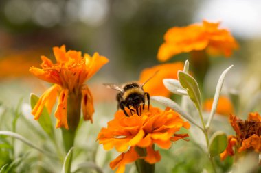 Parlak turuncu kadife çiçeğinden nektar toplayan bir yaban arısının yatay görüntüsü. Yabanarısı çerçevenin ortasına, çiçek açan çiçeklerden birinin üzerine yerleştirilmiştir. Kürklü gövdesi ve şeffaf kanatları görünür.. 