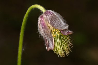 Sarkmış bir çayırlık pask çiçeği. Çiçeğin taç yapraklarının mor-kahverengi bir tonu vardır ve gümüş kıllarla kaplıdır, bu da onlara kabarık bir görünüm verir. Merkezde sayısız sarı keklik görülebiliyor.. 