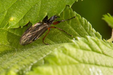 Kırmızımsı kahverengi bacaklı, tırtıklı kenarları olan yeşil bir yaprağın üzerinde oturan küçük siyah bir böcek. Böceğin vücudu hafifçe dışbükey görünür, ve kanatları arkada katlanır ve koyu, yanardöner bir renge sahiptir. Kısa antenleri ve farklı gözleri vardır.