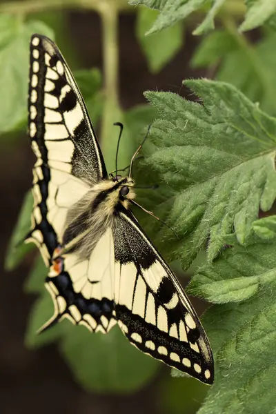 Kelebeğin kanatları tamamen açık, yeşil bir sapın üzerinde oturan kırlangıç kelebeğin kanatları, arka kanatlarında parlak mavi ve turuncu işaretler ve zarif siyah kuyruklarıyla, kaymak gibi sarı ve siyah çizgilerden oluşan kendine özgü bir deseni vardır. 
