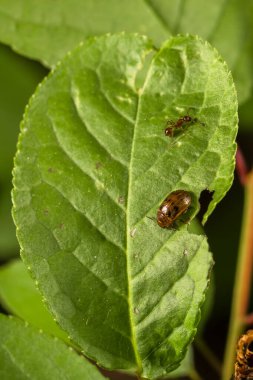 Yaprağın üzerinde iki böcek vardır: üstte küçük kırmızımsı kahverengi bir karınca ve altta küçük bir oval kahverengi yaprak böceği. Bacakları ve antenleri görünür..
