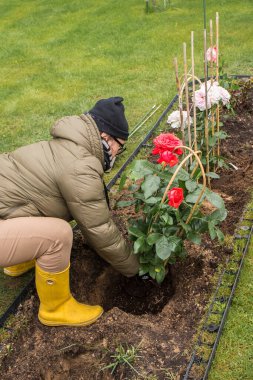 Sıcak giysili ve eldivenli bir kadın çimenlikli bir çiçek tarlasına kırmızı gül çalısı diker. Yanında destekli beyaz bir gül çalısı dikildi bile. Çevrede yeşil çimenler görünüyor.