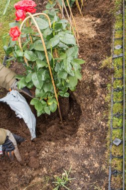 Eldivenli eldiven, toprak ve kırmızı gül çalılarını desteklemek için bambu çubukları kullanıyor..