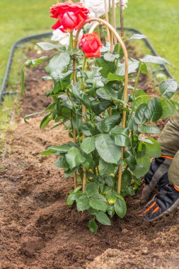 Çimenlik ızgarası olan bir dikdörtgen çiçek tarlasının en üst görüntüsü, burada destekli birkaç gül çalısı çoktan dikildi. Yakınlarda bir kürek, bir su kovası ve boş siyah kaplar var. Yeşil çimenler her yerde..