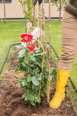 Sarı lastik bir botun içinde, yeşil bir kazığa bağlanmış gül çalılarının etrafını sıkıştıran bir ayağın yakın çekimi..