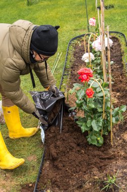 Çimenlik ızgarası olan bir dikdörtgen çiçek tarlasının en üst görüntüsü, burada destekli birkaç gül çalısı çoktan dikildi. Yakınlarda bir kürek, bir su kovası ve boş siyah kaplar var. Yeşil çimenler her yerde..