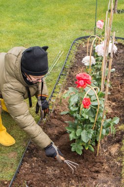 Çimenlik ızgarası olan bir dikdörtgen çiçek tarlasının en üst görüntüsü, burada destekli birkaç gül çalısı çoktan dikildi. Yakınlarda bir kürek, bir su kovası ve boş siyah kaplar var. Yeşil çimenler her yerde..