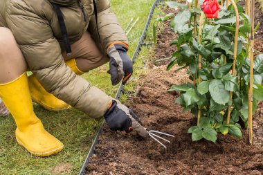 Çimenlik ızgarası olan bir dikdörtgen çiçek tarlasının en üst görüntüsü, burada destekli birkaç gül çalısı çoktan dikildi. Yakınlarda bir kürek, bir su kovası ve boş siyah kaplar var. Yeşil çimenler her yerde..