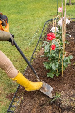 Sıcak giysili ve sarı lastik çizmeli bir kadın, önceden bambu destekli kırmızı gül çalılarının dikildiği, hazırlanmış bir çiçek tarlasında kürekle toprağı gevşetiyor. Arka planda yeşil bir çit ve çit görünüyor..