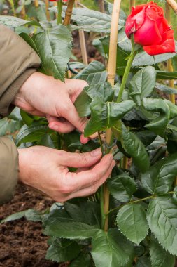Bahçedeki bir bambu desteğine kırmızı bir gül sapı bağlayan ellerin yakın çekimi. Yakınlarda kırmızı ve beyaz çiçekli diğer gül çalılarının yanı sıra arka planda yeşil çimenler görülebilir..