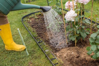 Sarı lastik çizmeli bir kadın çiçek tarlasında yeşil bir sulama kutusundan çim ızgarası olan çalılar açıyor. Yakınlarda diğer gül çalıları ve yeşil bir çimen görülebilir..
