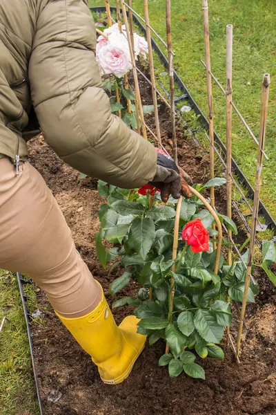 Sarı lastik bir botun içinde, yeşil bir kazığa bağlanmış gül çalılarının etrafını sıkıştıran bir ayağın yakın çekimi..