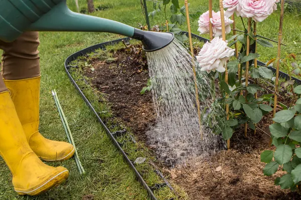 Sarı lastik çizmeli bir kadın çiçek tarlasında yeşil bir sulama kutusundan çim ızgarası olan çalılar açıyor. Yakınlarda diğer gül çalıları ve yeşil bir çimen görülebilir..