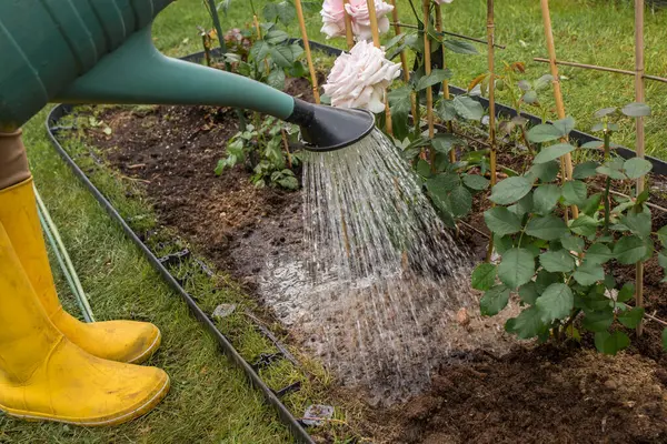 Sarı lastik çizmeli bir kadın çiçek tarlasında yeşil bir sulama kutusundan çim ızgarası olan çalılar açıyor. Yakınlarda diğer gül çalıları ve yeşil bir çimen görülebilir..