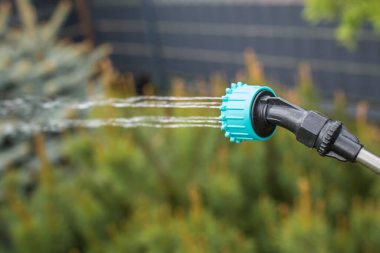 Eldivenli bir el sprey şişesini tutuyor ve dekoratif kozalaklılara su püskürtüyor ve bahçede küçük bir ağaç var. Arka planda bir çit ve yeşil çimenler görülebilir..