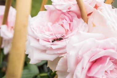 Uzun bacaklı kahverengi bir turna kuşu bambu deliğine bağlanmış pembe gül çiçeklerinin üzerinde oturur. Böceğin yapısı ve taç yapraklarının dokusu görülebilir..