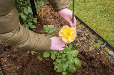 Sarı bir gül sapını yeşil bir kazığa bağlayan pembe eldivenli elleri saman ve çim çarşafı olan bir çiçek tarlasına. Arka planda yeşil çimen görünür..