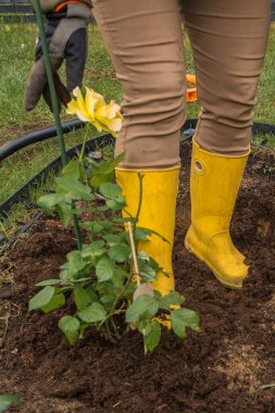 Sarı lastik bir botun içinde, yeşil bir kazığa bağlanmış gül çalılarının etrafını sıkıştıran bir ayağın yakın çekimi..