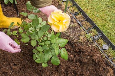 Sarı bir gül sapını yeşil bir kazığa bağlayan pembe eldivenli elleri saman ve çim çarşafı olan bir çiçek tarlasına. Arka planda yeşil çimen görünür..