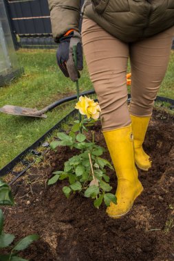 Sarı lastik bir botun içinde, yeşil bir kazığa bağlanmış gül çalılarının etrafını sıkıştıran bir ayağın yakın çekimi..