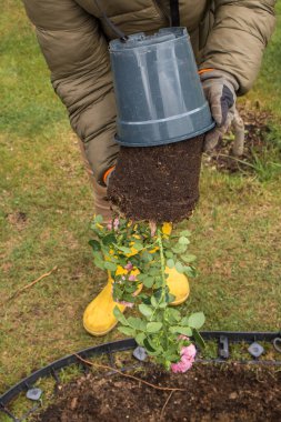 Eldivenli eldiveni dikkatlice kaldıran bir gül çalısını, hazırlanmış bir çiçek tarlasının üstündeki plastik bir saksıdan bir kök topuyla birlikte çimenlik bir alana yerleştiren bir üst görüntü. İşi yapan kişinin sarı lastik çizmeleri ve yeşil çimenler görülebiliyor..