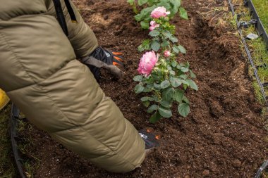 Eldivenli eller bahçede hazırlanmış toprağa yumuşak pembe bir gül çalısı dikerler. Yakınlarda çoktan ekilmiş çalılar görünüyor..