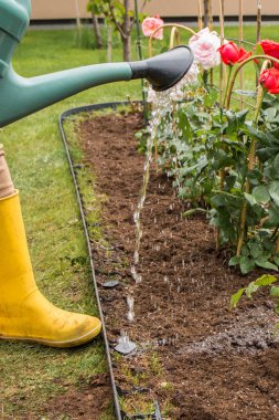 Sarı lastik çizmeli bir kadın çiçek tarlasında yeşil bir sulama kutusundan çim ızgarası olan çalılar açıyor. Yakınlarda diğer gül çalıları ve yeşil bir çimen görülebilir..