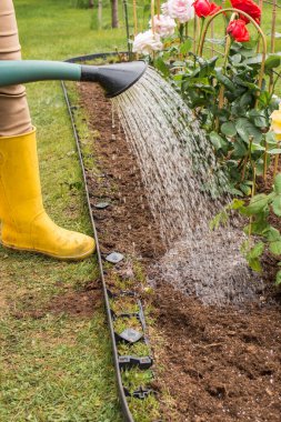 Sarı lastik çizmeli bir kadın çiçek tarlasında yeşil bir sulama kutusundan çim ızgarası olan çalılar açıyor. Yakınlarda diğer gül çalıları ve yeşil bir çimen görülebilir..