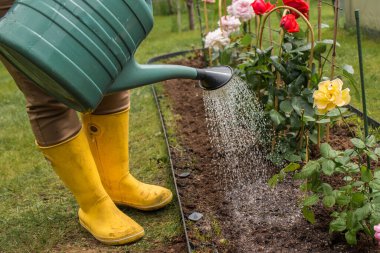 Sarı lastik çizmeli bir kadın çiçek tarlasında yeşil bir sulama kutusundan çim ızgarası olan çalılar açıyor. Yakınlarda diğer gül çalıları ve yeşil bir çimen görülebilir..